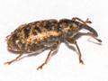 Dorytomus taeniatus